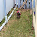 Photo of Pugsly 