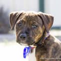 Photo of Lulu Staffy X Cattle Puppy (Trial 23/7/16)
