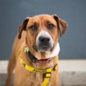 Photo of Cecelia *Adoption Pending*