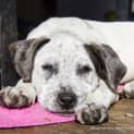 Photo of Arlo   Staffy X Cattle   Puppy (On Trial 21/07/16)