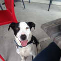 Photo of Duke