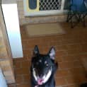 Photo of Claire Bear *Adoption Pending*