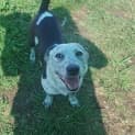Photo of Nina (At Rspca Big Adopt Day Sept 17 Brisbane)