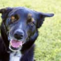 Photo of Ringer **Adopted**