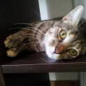 Photo of Cassie (I Need A Foster Carer)