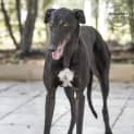 Photo of Dinozzo Id32820