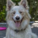 Photo of Oscar ~ 1yo Border Collie (On Trial 16/11/16)