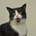 Photo of Louie The Perfect Companion (Canterbury Pound)
