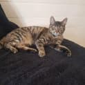 Photo of Harley