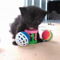 Photo of Marley