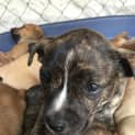 Photo of Saxon **Adopted**