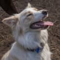 Photo of Oscar ~ 1yo Border Collie (On Trial 16/11/16)
