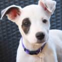 Photo of Chanel (D3412)