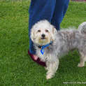 Photo of Tommy ~ Silky X Maltese, 2yo (On Trial 7/11/16)