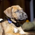 Photo of Angel Staffy X Cattle Puppy (On Trial 23/07/16