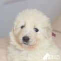 Photo of Aspen
