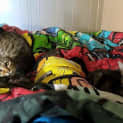 Photo of Pip, Squidly And Hiss <3