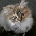 Photo of Lacey