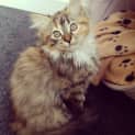 Photo of Lacey