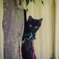 Photo of Rey (Cat/Dog/Child Friendly)