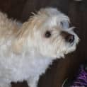 Photo of Billy ** A Loyal Little Man **