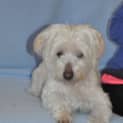 Photo of Billy ** A Loyal Little Man **