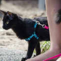 Photo of Rey (Cat/Dog/Child Friendly)