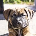 Photo of Misty   Staffy X  Cattle Dog   (On Trial 28/07/16)