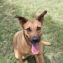 Photo of Polo (D3065) 