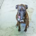 Photo of Dizzy Dl1369