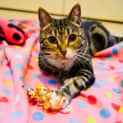 Photo of Lovebug Abigail