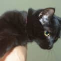 Photo of Quill **2nd Chance Cat Rescue**