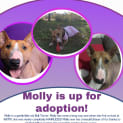 Photo of Molly
