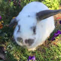 Photo of Buttons *•Adopt Me•*