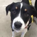 Photo of Koda Dl1386