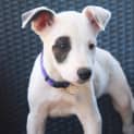 Photo of Chanel (D3412)