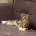 Photo of Aslan