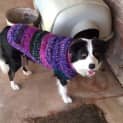 Photo of Molly *On Trial In Her New Home*