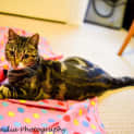 Photo of Lovebug Abigail
