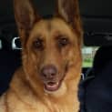 Photo of Honey