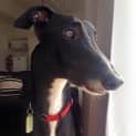 Photo of Loki