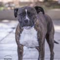 Photo of Polly Id12374
