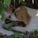 Photo of Lady A Lovable Puppy