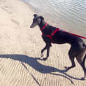 Photo of Loki