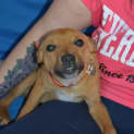 Photo of Sasha A Friendly Pup