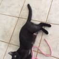 Photo of Spookie