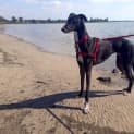 Photo of Loki
