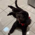Photo of Pepper