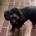 Photo of Pepper