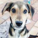 Photo of Jasper *•🐶Adopt Me🐶•*